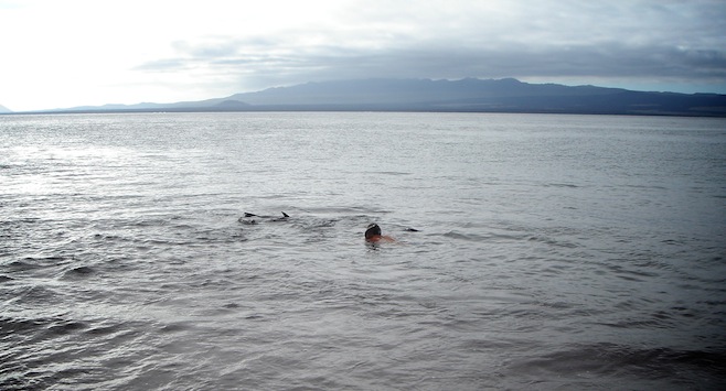 swim sea lion